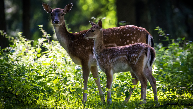 Study and understand the animal you intend to film