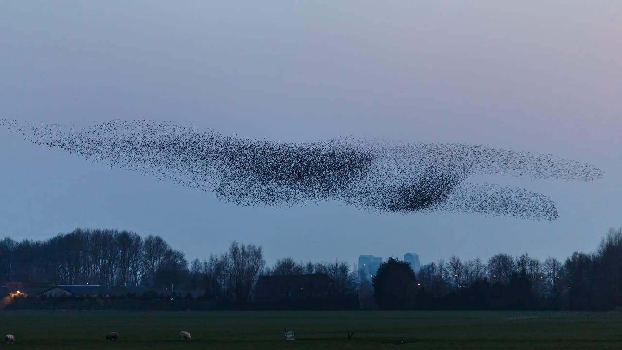 Murmuration: 